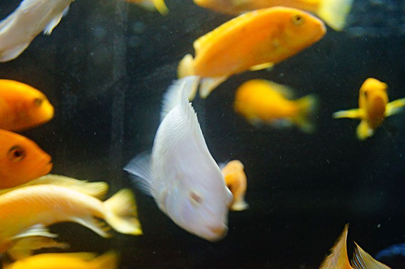 包含全身白色的觀賞魚是什么魚圖片視頻的詞條（全身白色的觀賞魚）