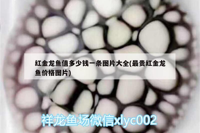 紅金龍魚值多少錢一條圖片大全(最貴紅金龍魚價格圖片)（紅金龍魚值多少錢一條圖片大全(一條圖片大全）