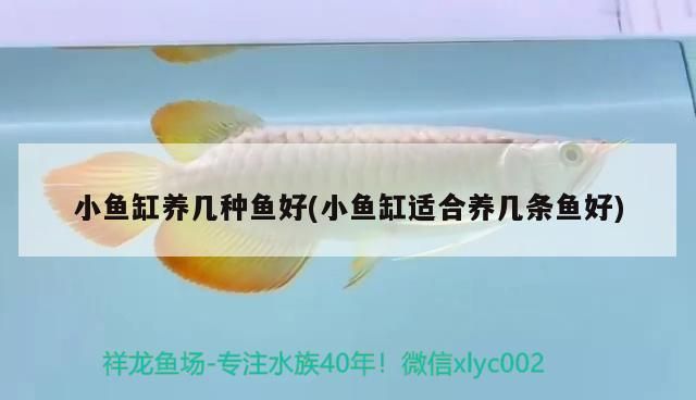 小魚(yú)缸養(yǎng)幾種魚(yú)好(小魚(yú)缸適合養(yǎng)幾條魚(yú)好)（小魚(yú)缸養(yǎng)幾種魚(yú)好）