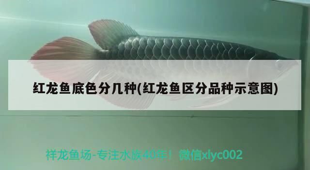 紅龍魚底色分幾種(紅龍魚區(qū)分品種示意圖)（紅龍魚底色分幾種） 紅龍魚底色分幾種(紅龍魚區(qū)分品種示意圖)（紅龍魚底色分幾種） 觀賞魚百科