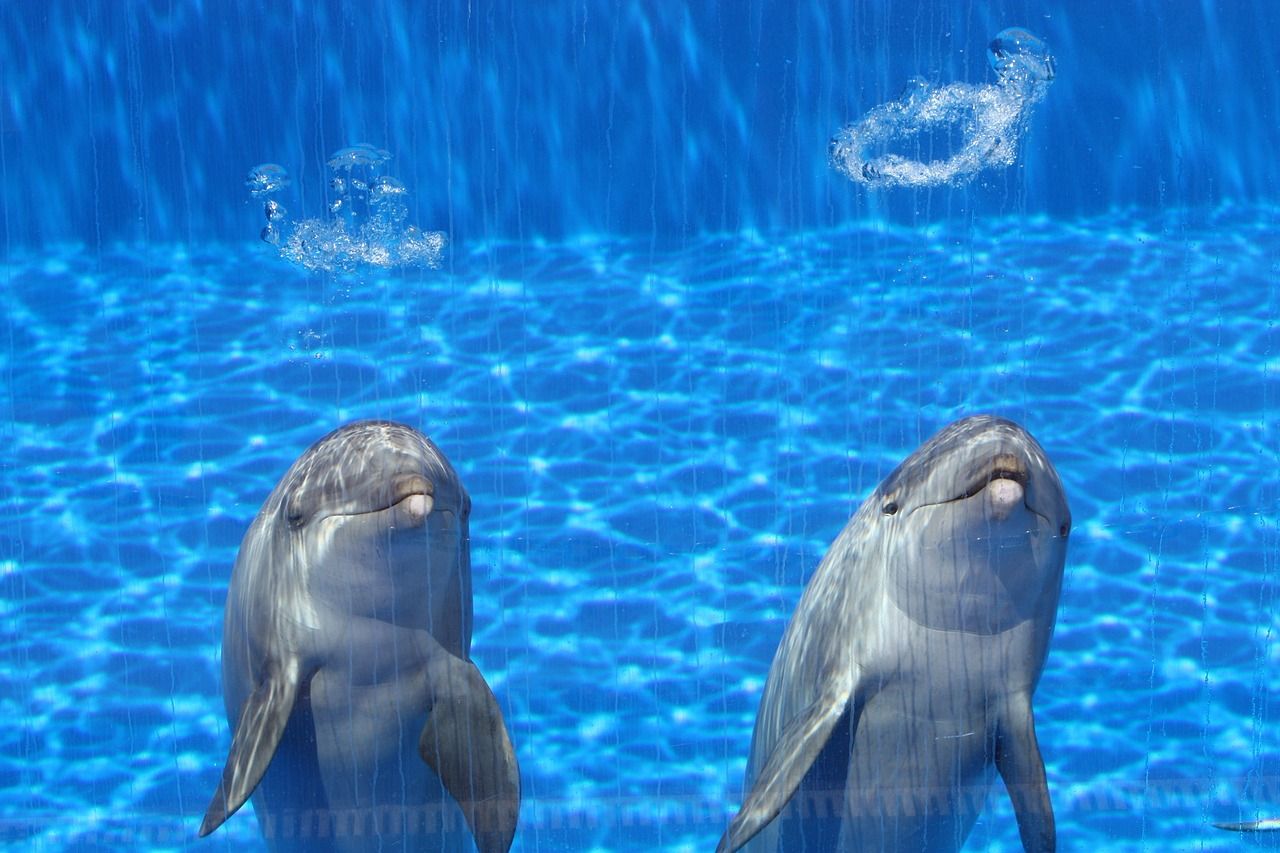 漳州水族館(漳州水族館賣金魚的)(廈門旅游攻略之漳州水族館) 觀賞魚百科 第1張 漳州水族館(漳州水族館賣金魚的)(廈門旅游攻略之漳州水族館) 漳州水族館(漳州水族館賣金魚的)(廈門旅游攻略之漳州水族館) 觀賞魚百科 第1張
