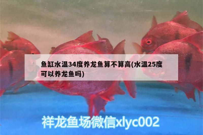 魚缸水溫34度養(yǎng)龍魚算不算高(水溫25度可以養(yǎng)龍魚嗎)（魚缸水溫34度養(yǎng)龍魚算不算高） 魚缸水溫34度養(yǎng)龍魚算不算高(水溫25度可以養(yǎng)龍魚嗎)（魚缸水溫34度養(yǎng)龍魚算不算高） 觀賞魚百科