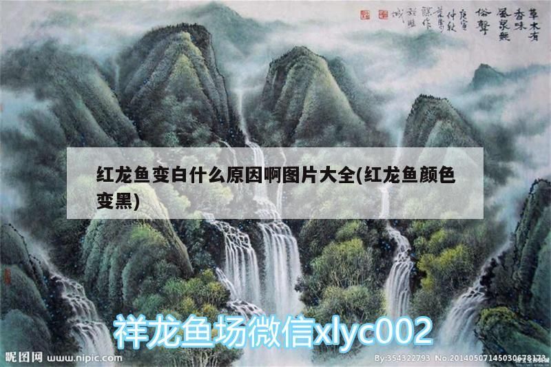 秦皇島哪里有賣魚缸的地方呀圖片（秦皇島哪里有賣魚缸的地方呀圖片及價格）（秦皇島哪里有賣魚缸的地方呀（秦皇島哪里有賣魚缸的地方呀））