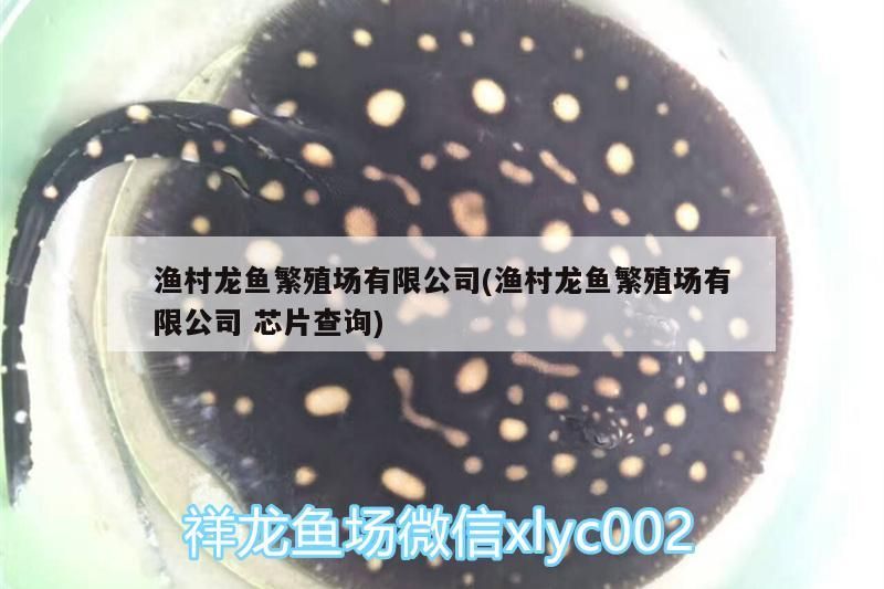 漁村龍魚繁殖場有限公司(漁村龍魚繁殖場有限公司芯片查詢)（世界十大龍魚繁殖場有限公司）