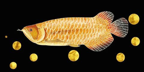 魚缸加熱棒十大品牌排行（魚缸加熱棒十大品牌排行榜）（魚缸加熱棒十大品牌排行）