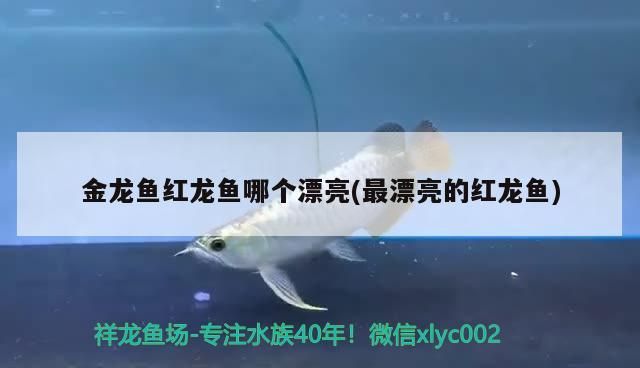 金龍魚紅龍魚哪個漂亮(最漂亮的紅龍魚)（金龍魚和紅龍魚哪個漂亮）