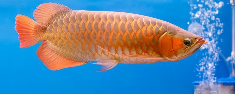 龍魚身體上爛了是什么原因應該怎么治療（龍魚身體上爛了可能是多種因素共同作用共同作用的結果）