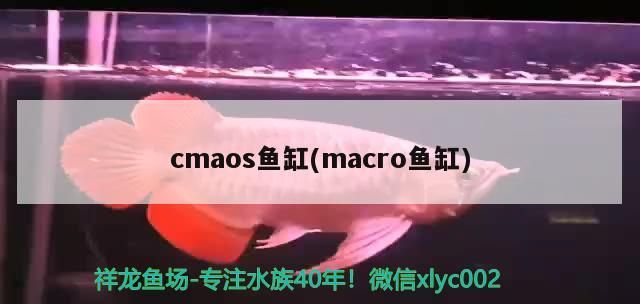 cmaos魚缸(macro魚缸)（a訪問不到cpumacro魚缸） cmaos魚缸(macro魚缸)（a訪問不到cpumacro魚缸） 觀賞魚百科