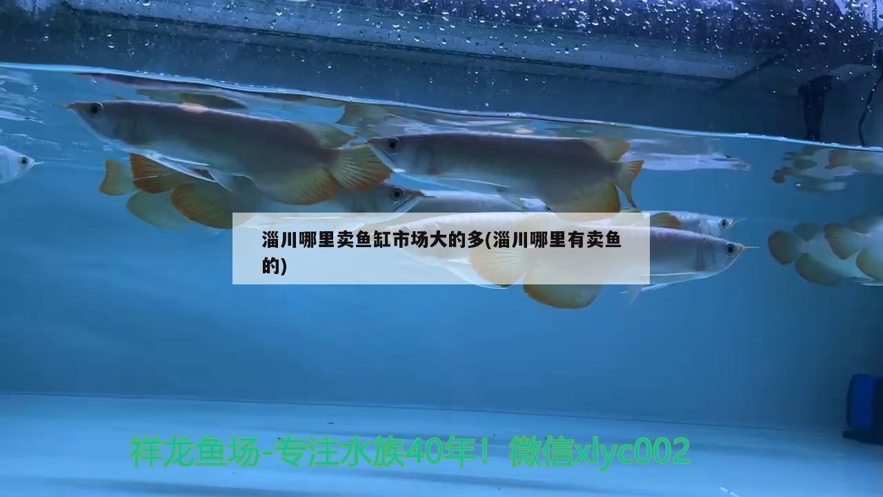 魚缸用增氧泵價格是多少:魚缸增氧機-xtrac增氧機-xtrac增氧機 淄川哪里賣魚缸市場大的多(淄川哪里有賣魚的)(淄川哪里賣魚缸市場大的多) 觀賞魚百科 淄川哪里賣魚缸市場大的多(淄川哪里有賣魚的)(淄川哪里賣魚缸市場大的多) 淄川哪里賣魚缸市場大的多(淄川哪里有賣魚的)(淄川哪里賣魚缸市場大的多) 觀賞魚百科
