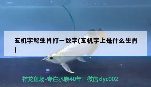 玄機字解生肖打一數字(玄機字上是什么生肖)（玄機字解生肖打一數字）