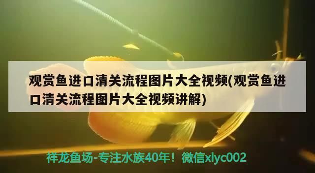 龍魚都怎么換水的進來投個票（關(guān)于龍魚換水的一些建議）