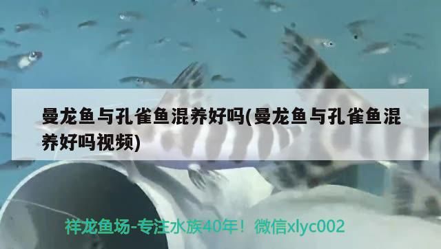 觀賞魚 曼龍魚與孔雀魚混養好嗎(曼龍魚與孔雀魚混養好嗎視頻)(曼龍魚與孔雀魚混養好嗎) 觀賞魚百科 曼龍魚與孔雀魚混養好嗎(曼龍魚與孔雀魚混養好嗎視頻)(曼龍魚與孔雀魚混養好嗎) 曼龍魚與孔雀魚混養好嗎(曼龍魚與孔雀魚混養好嗎視頻)(曼龍魚與孔雀魚混養好嗎) 觀賞魚百科