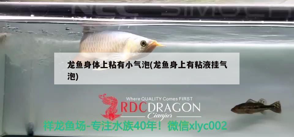 龍魚身體上粘有小氣泡(龍魚身上有粘液掛氣泡)（龍魚氣泡病怎么治療）