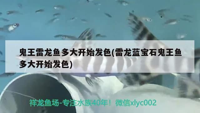 鬼王雷龍魚多大開始發色(雷龍藍寶石鬼王魚多大開始發色)（雷龍藍寶石鬼王魚多大開始發色、雷龍魚多大開始發色） 鬼王雷龍魚多大開始發色(雷龍藍寶石鬼王魚多大開始發色)（雷龍藍寶石鬼王魚多大開始發色、雷龍魚多大開始發色） 觀賞魚百科