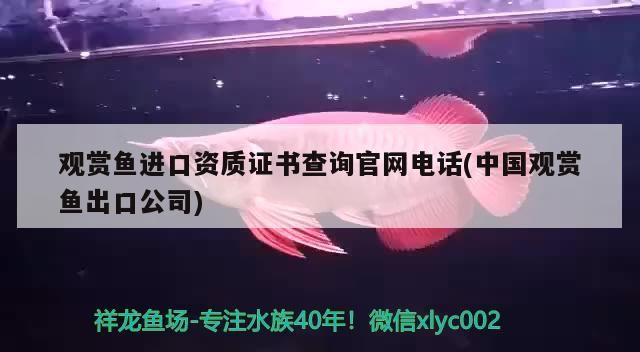 觀賞魚進口資質證書查詢官網電話(中國觀賞魚出口公司)（如何查詢龍魚的真偽） 觀賞魚進口資質證書查詢官網電話(中國觀賞魚出口公司)（如何查詢龍魚的真偽） 觀賞魚百科