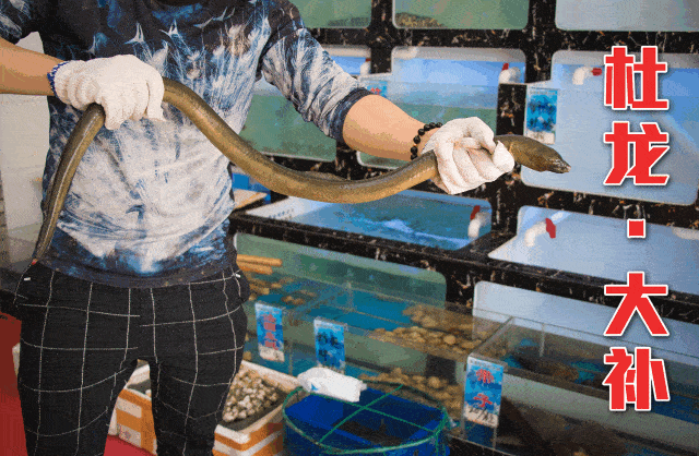 杜龍魚生活在哪里（杜龍魚主要棲息在咸淡水交界的入海口處的復雜生態環境） 杜龍魚生活在哪里（杜龍魚主要棲息在咸淡水交界的入海口處的復雜生態環境） 觀賞魚百科 第6張