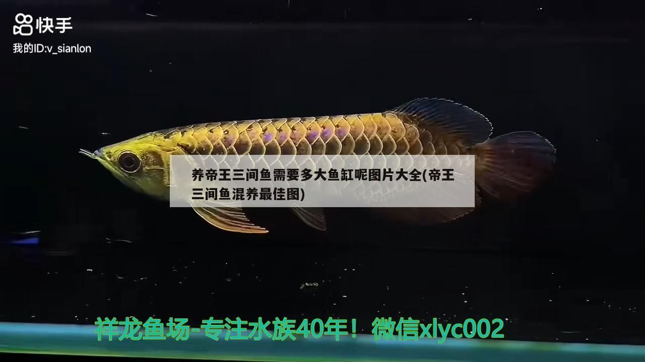 龍魚 養(yǎng)帝王三間魚需要多大魚缸呢圖片大全(帝王三間魚混養(yǎng)最佳圖)(養(yǎng)帝王三間魚需要多大魚缸呢) 觀賞魚百科 養(yǎng)帝王三間魚需要多大魚缸呢圖片大全(帝王三間魚混養(yǎng)最佳圖)(養(yǎng)帝王三間魚需要多大魚缸呢) 養(yǎng)帝王三間魚需要多大魚缸呢圖片大全(帝王三間魚混養(yǎng)最佳圖)(養(yǎng)帝王三間魚需要多大魚缸呢) 觀賞魚百科