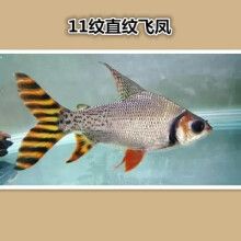 泰國雪鯽魚《家里養泰國鯽這種魚好嗎》（家里養泰國鯽魚好嗎）