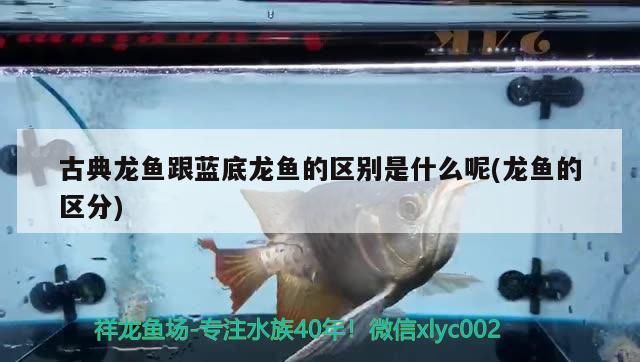 超血紅龍 古典龍魚跟藍底龍魚的區別是什么呢(龍魚的區分)(古典龍魚和藍底龍魚的區別) 觀賞魚百科 古典龍魚跟藍底龍魚的區別是什么呢(龍魚的區分)(古典龍魚和藍底龍魚的區別) 古典龍魚跟藍底龍魚的區別是什么呢(龍魚的區分)(古典龍魚和藍底龍魚的區別) 觀賞魚百科