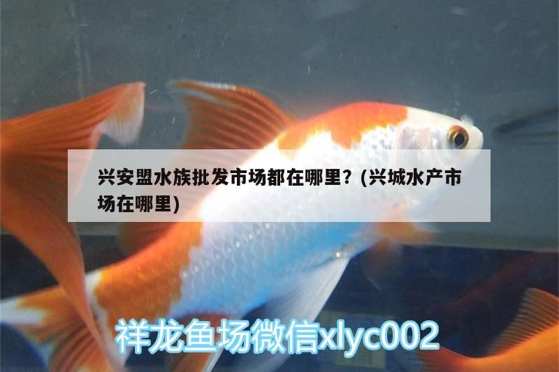 興安盟水族批發(fā)市場(chǎng)都在哪里？(興城水產(chǎn)市場(chǎng)在哪里)（興安盟水族批發(fā)市場(chǎng)在哪里，） 興安盟水族批發(fā)市場(chǎng)都在哪里？(興城水產(chǎn)市場(chǎng)在哪里)（興安盟水族批發(fā)市場(chǎng)在哪里，） 觀賞魚百科