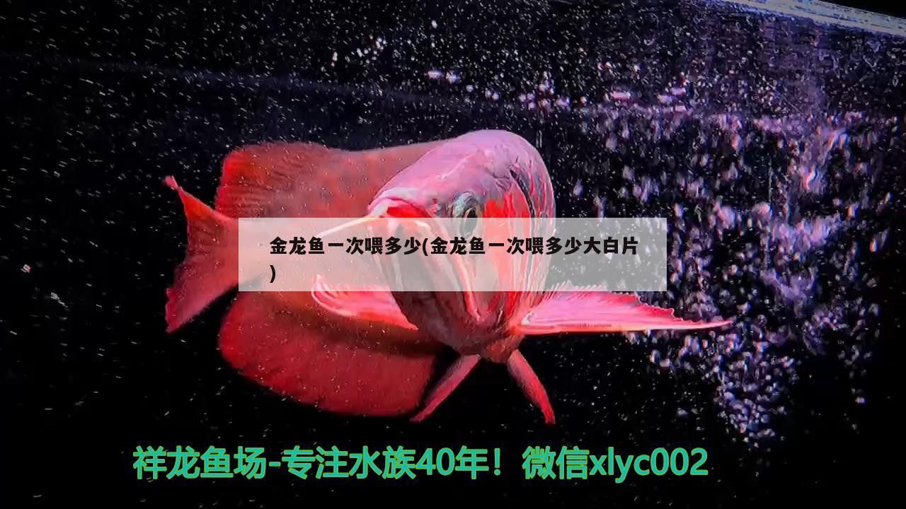 金龍魚一次喂多少(金龍魚一次喂多少大白片)（金龍魚一次喂多少）