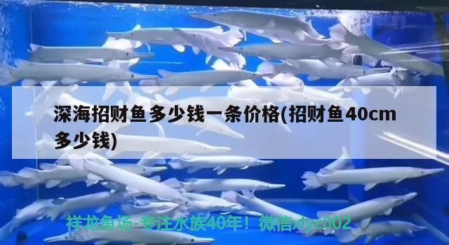 深海招財魚多少錢一條價格(招財魚40cm多少錢)（深海招財魚多少錢一條）