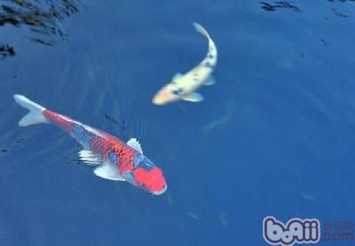 龍魚虎魚魚粑粑是灰白色（如何通過觀察龍魚和虎魚的粑粑來判斷它們的健康狀況？）