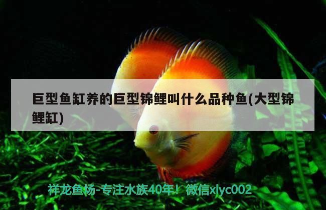 飼料 龍魚單側掉眼最簡單的恢復方法是啥( 龍魚掉眼治療方法)(龍魚單側掉眼怎么辦) 觀賞魚百科 龍魚單側掉眼最簡單的恢復方法是啥( 龍魚掉眼治療方法)(龍魚單側掉眼怎么辦) 龍魚單側掉眼最簡單的恢復方法是啥( 龍魚掉眼治療方法)(龍魚單側掉眼怎么辦) 觀賞魚百科
