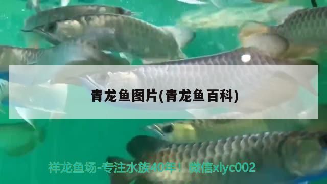 青龍魚圖片(青龍魚百科)（青龍魚養(yǎng)殖青龍魚，青龍魚好養(yǎng)嗎，） 青龍魚圖片(青龍魚百科)（青龍魚養(yǎng)殖青龍魚，青龍魚好養(yǎng)嗎，） 觀賞魚百科