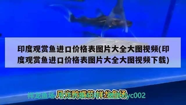 印度觀賞魚進(jìn)口價格表圖片大全大圖視頻(印度觀賞魚進(jìn)口價格表圖片大全大圖視頻下載)（印度觀賞魚價格高的原因） 印度觀賞魚進(jìn)口價格表圖片大全大圖視頻(印度觀賞魚進(jìn)口價格表圖片大全大圖視頻下載)（印度觀賞魚價格高的原因） 觀賞魚百科 第2張