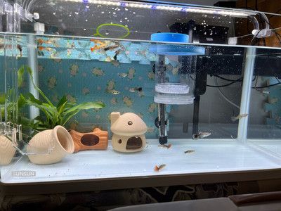 白色的龍魚是什么品種（白色的龍魚是什么品種的）（白色的龍魚和白色的龍魚有什么區別）