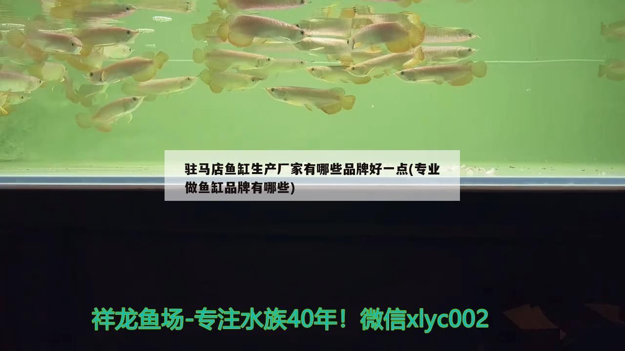 鸚鵡魚和銀龍魚混養怎樣喂食 駐馬店魚缸生產廠家有哪些品牌好一點(專業做魚缸品牌有哪些)(駐馬店魚缸生產廠家) 觀賞魚百科 駐馬店魚缸生產廠家有哪些品牌好一點(專業做魚缸品牌有哪些)(駐馬店魚缸生產廠家) 駐馬店魚缸生產廠家有哪些品牌好一點(專業做魚缸品牌有哪些)(駐馬店魚缸生產廠家) 觀賞魚百科