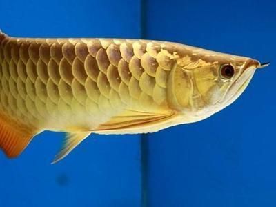 龍魚十大漁場排名圖片大全(金龍魚十大漁場排名)（金龍魚十大漁場排名圖片大全） 龍魚十大漁場排名圖片大全(金龍魚十大漁場排名)（金龍魚十大漁場排名圖片大全） 觀賞魚百科