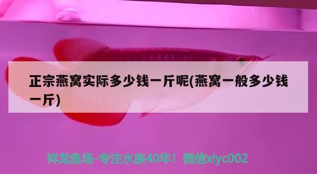紅龍魚飼料能給金龍吃嗎：紅金龍魚要喂什么東西（紅龍魚飼料能給金龍吃嗎） 紅龍魚飼料能給金龍吃嗎：紅金龍魚要喂什么東西（紅龍魚飼料能給金龍吃嗎） 觀賞魚百科 第1張