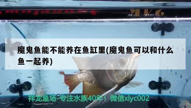 新買了條紅龍回來2個多星期了不吃東西，養龍魚怎樣不用換水（養龍魚怎樣不用換水） 新買了條紅龍回來2個多星期了不吃東西，養龍魚怎樣不用換水（養龍魚怎樣不用換水） 觀賞魚百科 第2張
