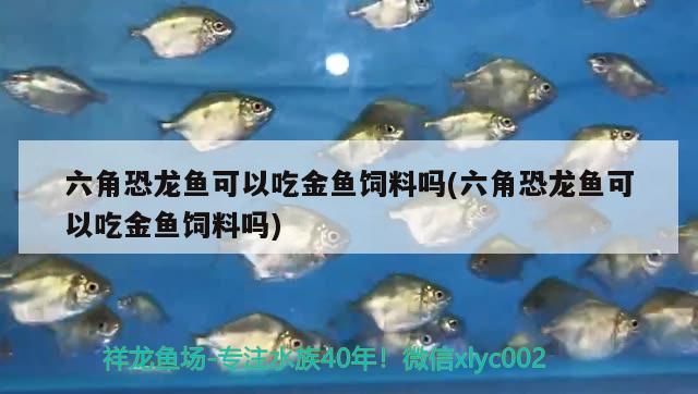 六角恐龍魚可以吃金魚飼料嗎(六角恐龍魚可以吃金魚飼料嗎)（六角恐龍魚可以吃金魚飼料嗎）