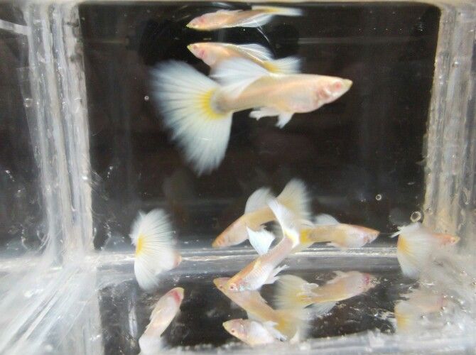 懷化觀賞魚市場漂亮的大尾巴(懷化市觀賞魚市場漂亮的大尾巴) 觀賞魚百科 第2張 懷化觀賞魚市場漂亮的大尾巴(懷化市觀賞魚市場漂亮的大尾巴) 懷化觀賞魚市場漂亮的大尾巴(懷化市觀賞魚市場漂亮的大尾巴) 觀賞魚百科 第2張