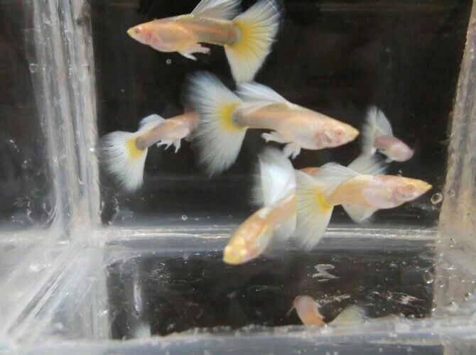 懷化觀賞魚市場漂亮的大尾巴(懷化市觀賞魚市場漂亮的大尾巴) 觀賞魚百科 第1張 懷化觀賞魚市場漂亮的大尾巴(懷化市觀賞魚市場漂亮的大尾巴) 懷化觀賞魚市場漂亮的大尾巴(懷化市觀賞魚市場漂亮的大尾巴) 觀賞魚百科 第1張