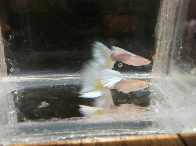 懷化觀賞魚市場漂亮的大尾巴（懷化市觀賞魚市場漂亮的大尾巴） 懷化觀賞魚市場漂亮的大尾巴（懷化市觀賞魚市場漂亮的大尾巴） 觀賞魚百科 第3張