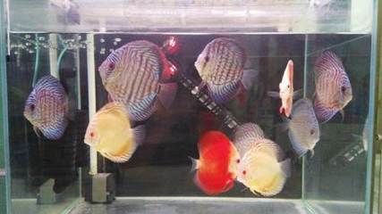 觀賞魚七彩魚批發：七彩神仙魚批發價格 觀賞魚七彩魚批發：七彩神仙魚批發價格 觀賞魚百科 第3張