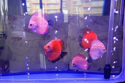 觀賞魚七彩魚批發:七彩神仙魚批發價格 觀賞魚百科 第1張 觀賞魚七彩魚批發:七彩神仙魚批發價格 觀賞魚七彩魚批發:七彩神仙魚批發價格 觀賞魚百科 第1張