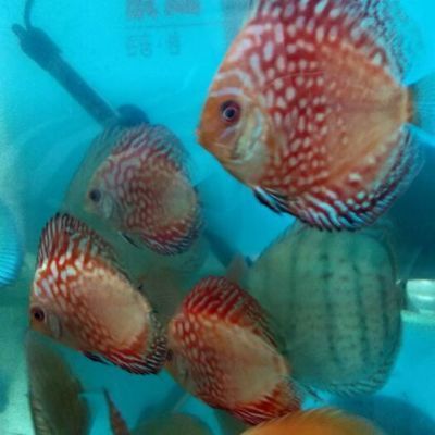 觀賞魚七彩魚批發:七彩神仙魚批發價格 觀賞魚百科 第4張 觀賞魚七彩魚批發:七彩神仙魚批發價格 觀賞魚七彩魚批發:七彩神仙魚批發價格 觀賞魚百科 第4張