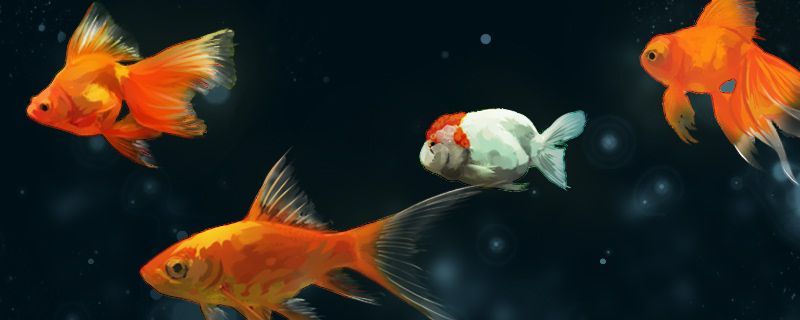 魚缸鋪沙子好還是陶粒好魚缸底可以鋪什么（底材的選擇對于水族箱的水質(zhì)和美觀至關(guān)重要，沙子和陶粒各有優(yōu)缺點(diǎn)）