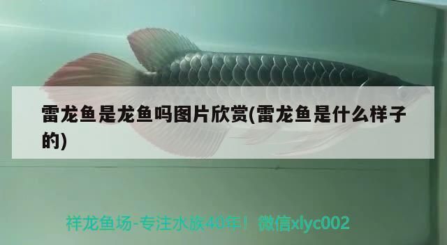 雷龍魚是龍魚嗎圖片欣賞(雷龍魚是什么樣子的)（雷龍魚是什么樣子的雷龍魚是什么樣子的雷龍魚是什么樣子的） 雷龍魚是龍魚嗎圖片欣賞(雷龍魚是什么樣子的)（雷龍魚是什么樣子的雷龍魚是什么樣子的雷龍魚是什么樣子的） 觀賞魚百科
