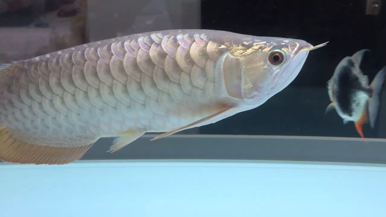龍魚圈（龍魚圈成員們分享經驗、交流技巧、交流技巧、交流技巧） 龍魚圈（龍魚圈成員們分享經驗、交流技巧、交流技巧、交流技巧） 觀賞魚百科 第3張