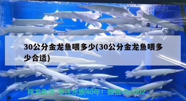 30公分金龍魚喂多少(30公分金龍魚喂多少合適)（30公分金龍魚喂多少）