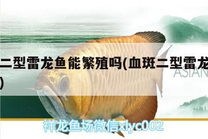 血斑二型雷龍魚能繁殖嗎(血斑二型雷龍能長多大)（血斑二型雷龍魚能繁殖嗎） 血斑二型雷龍魚能繁殖嗎(血斑二型雷龍能長多大)（血斑二型雷龍魚能繁殖嗎） 觀賞魚百科