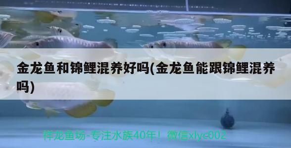六角恐龍魚的壽命是人的多少(六角恐龍魚能活多少歲)（金龍魚和錦鯉混養好嗎） 六角恐龍魚的壽命是人的多少(六角恐龍魚能活多少歲)（金龍魚和錦鯉混養好嗎） 觀賞魚百科