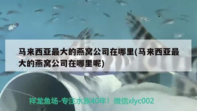 寧德觀賞魚養(yǎng)殖企業(yè)名單查詢(寧德觀賞魚養(yǎng)殖企業(yè)名單查詢電話)（寧德市觀賞魚養(yǎng)殖企業(yè)名單查詢）
