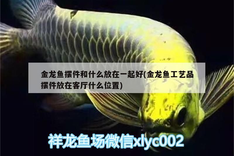 給大魚缸換水的作文:體驗給大魚缸換水的樂趣:體驗給大魚缸換水:給大魚缸換水的作文 金龍魚擺件和什么放在一起好(金龍魚工藝品擺件放在客廳什么位置)(金龍魚擺件和什么擺放一起好?) 觀賞魚百科 金龍魚擺件和什么放在一起好(金龍魚工藝品擺件放在客廳什么位置)(金龍魚擺件和什么擺放一起好?) 金龍魚擺件和什么放在一起好(金龍魚工藝品擺件放在客廳什么位置)(金龍魚擺件和什么擺放一起好?) 觀賞魚百科